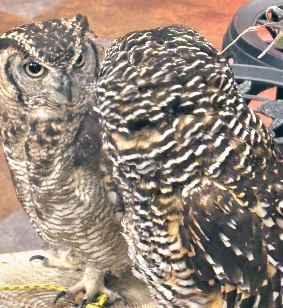 KOUTARO_o00's tweet photo. (*´˘`*)🦉🦉👍 https://t.co/PBXP3ktq3W