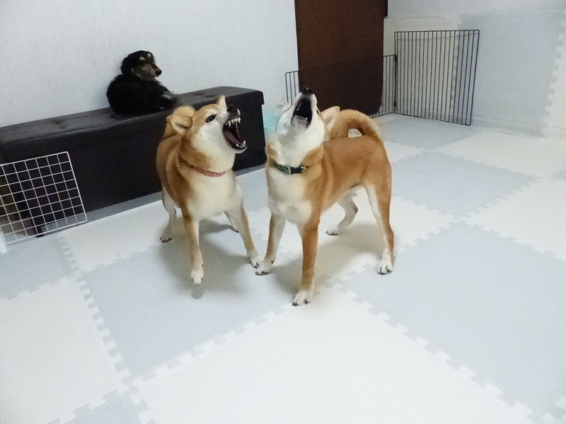 nakamura_ds's tweet photo. 絶叫大会中。ちょっとうるさい。

https://t.co/zacJsHewxn https://t.co/JznyuudmVc