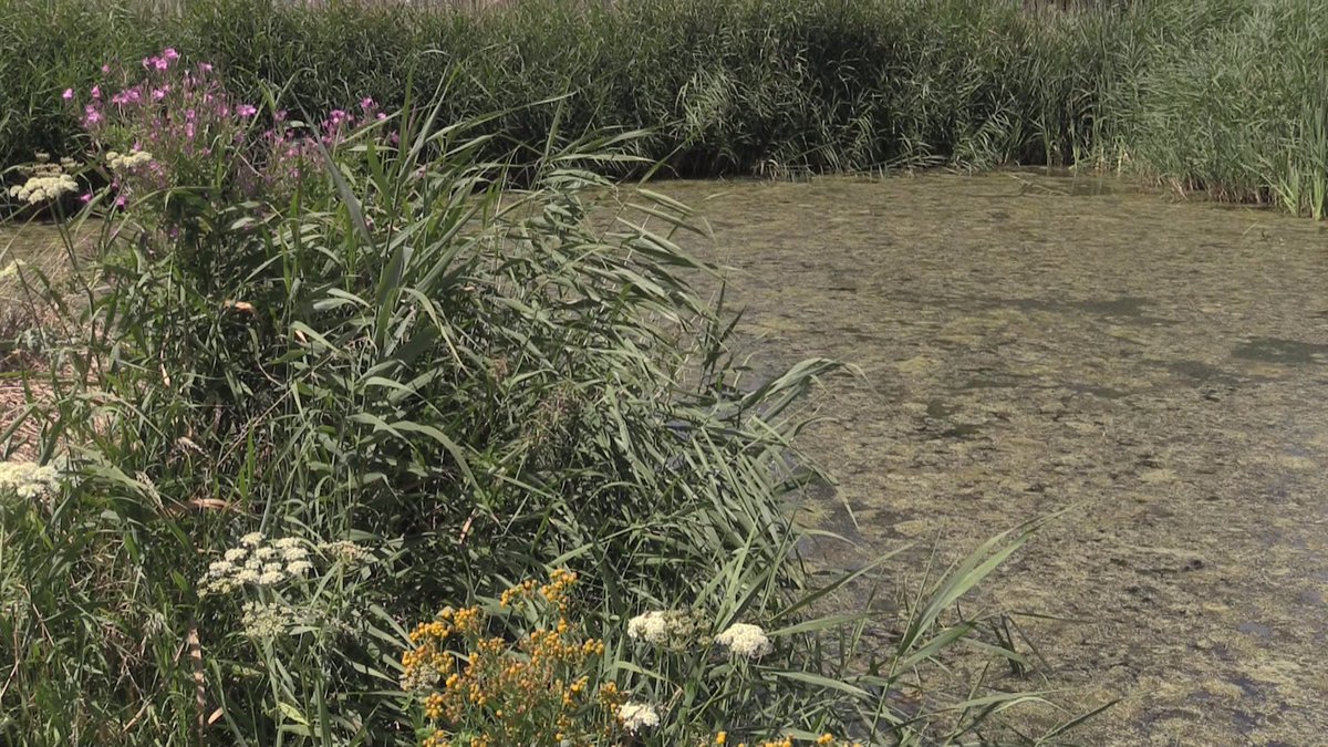 TheBigBeatFm's tweet photo. Ecozones Boekelermeer in #Alkmaar geven biodiversiteit een plek [FOTO'S &amp; VIDEO] https://t.co/rim6Fe5K9O #Heiloo #Castricum @gemeentealkmaar https://t.co/26XLKZC8jJ