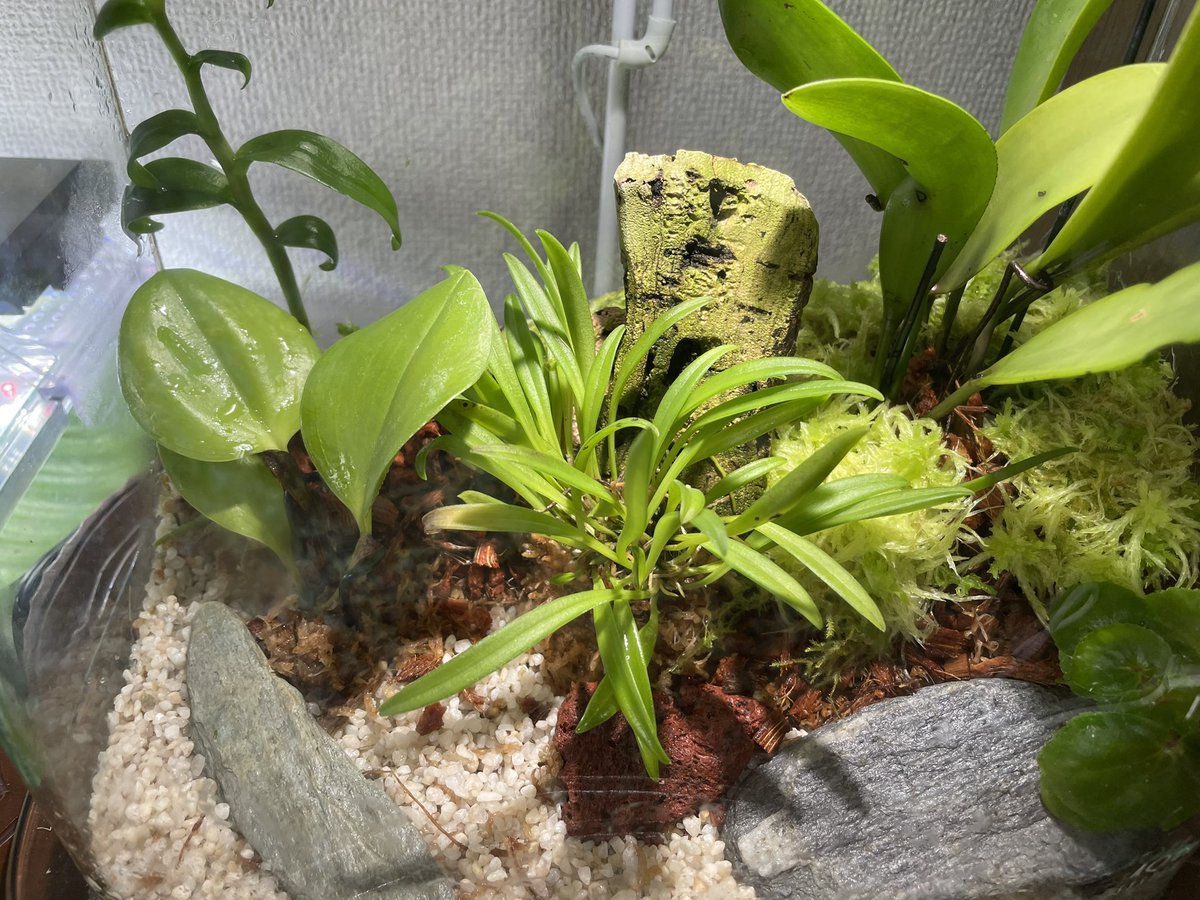 MinoruTomisawa's tweet photo. テラリウム内の水苔やシダ類が蔓延ってトリミングだけではどうにもならず、作り替えました。猛暑続きでテラリウム内も暑苦しい状態でしたが、スッキリしました。
作り替えたのは45cm水槽と25cm水槽の2つ。
#蘭友会 
#テラリウム 
#洋蘭 
#ご蘭なさい https://t.co/NVacGacY4Q