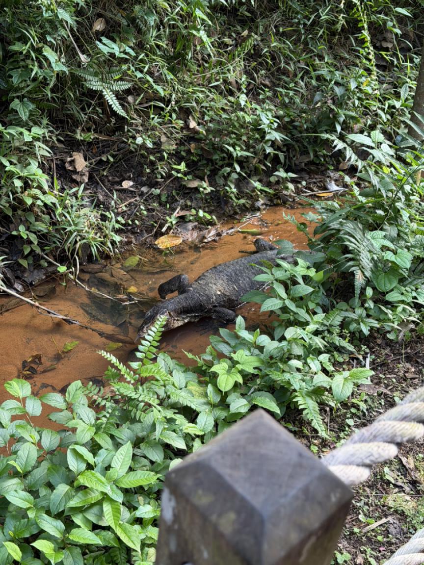 IvyT_rail's tweet photo. Get close to nature, but don’t get too close. https://t.co/1sfNlalsiW