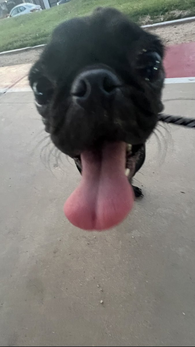 marayluvsbts's tweet photo. @kookiewii se llama pugsi :3 https://t.co/Lc8tMvuUSw