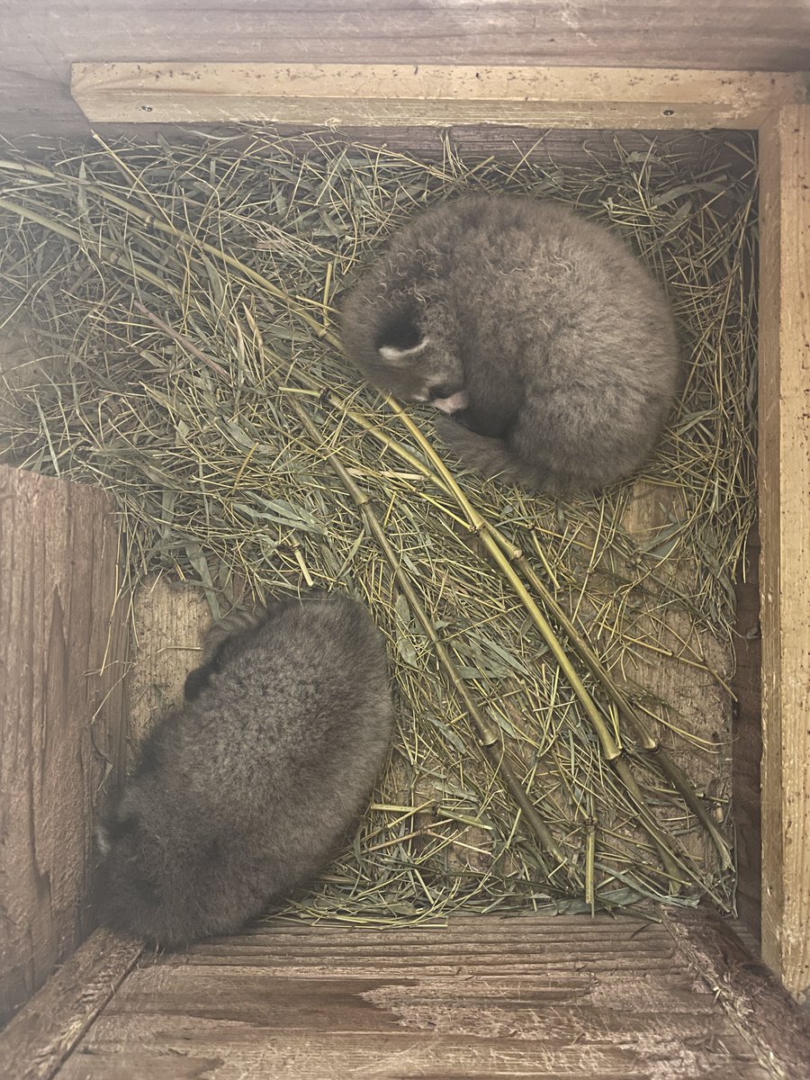 nishiyama_zoo's tweet photo. 【レッサーパンダの赤ちゃん情報】
アケビの双子の赤ちゃんは順調に成長しています。

初めての子育てに奮闘中のアケビ。
母子に余計なストレスを与えないよう、今は体重測定などを控え、こっそり巣箱内での元気な様子を確認する程度にとどめています。 https://t.co/M6qRctw20j