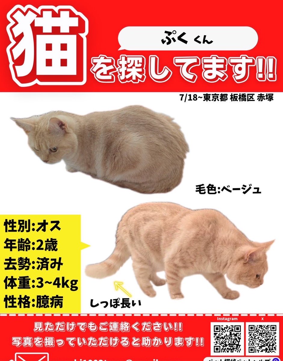 PETHELP1997's tweet photo. ⚠️【猫を探しています】⚠️ 拡散希望⚠️

日時・7月18日から迷子猫

場所・東京都・板橋区・赤塚

名前・ぷくくん(オス)

情報・年齢2歳・体重3キロ(ミヌエット)

特徴・臆病・ベージュ色・尻尾が長い

見かけたらご連絡お願いします🙌

#迷子猫 #猫 #ペット探偵 #猫探偵 #迷子ペット #拡散希望 #東京都 #板橋区 #赤塚