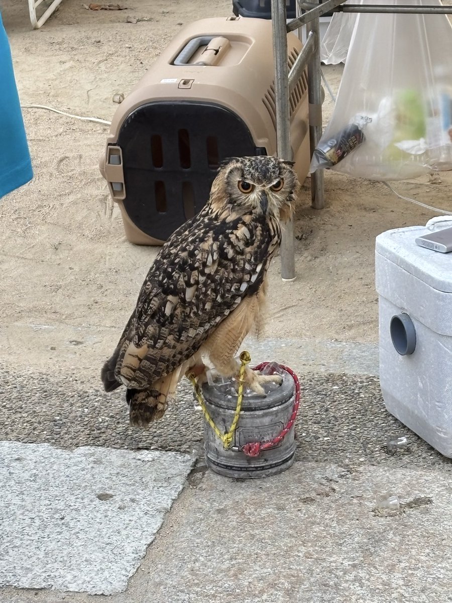 Ryostwj's tweet photo. フクロウ🦉 https://t.co/RFbkgpcUTV