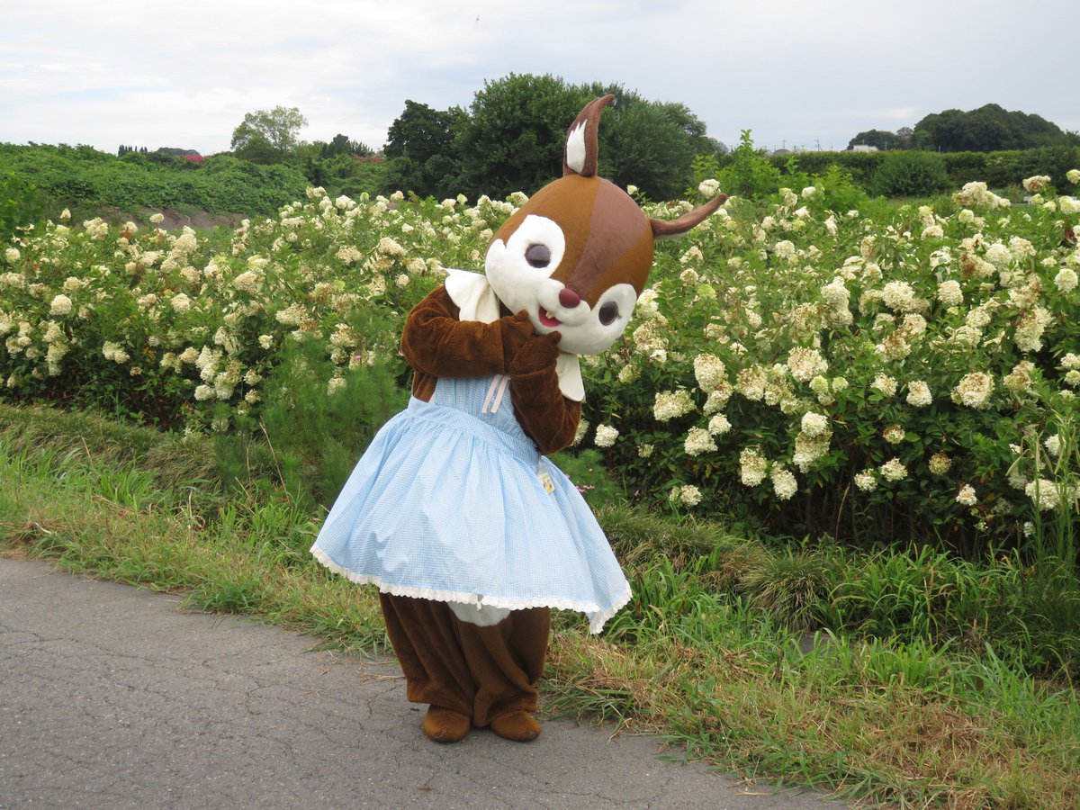 curumi2013's tweet photo. 花畑と一緒に撮影しました https://t.co/OnUPvdJQE6