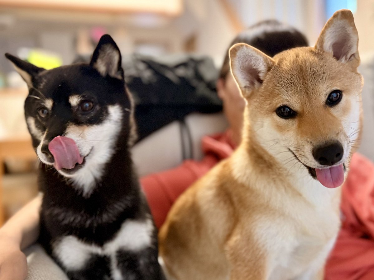 manabooooon95's tweet photo. 月が7.5kgになり
蜜がガリガリに見えてきた😓

#豆柴 #柴犬 #5歳 #6ヶ月 #体重 https://t.co/Q3OWGdiBjp