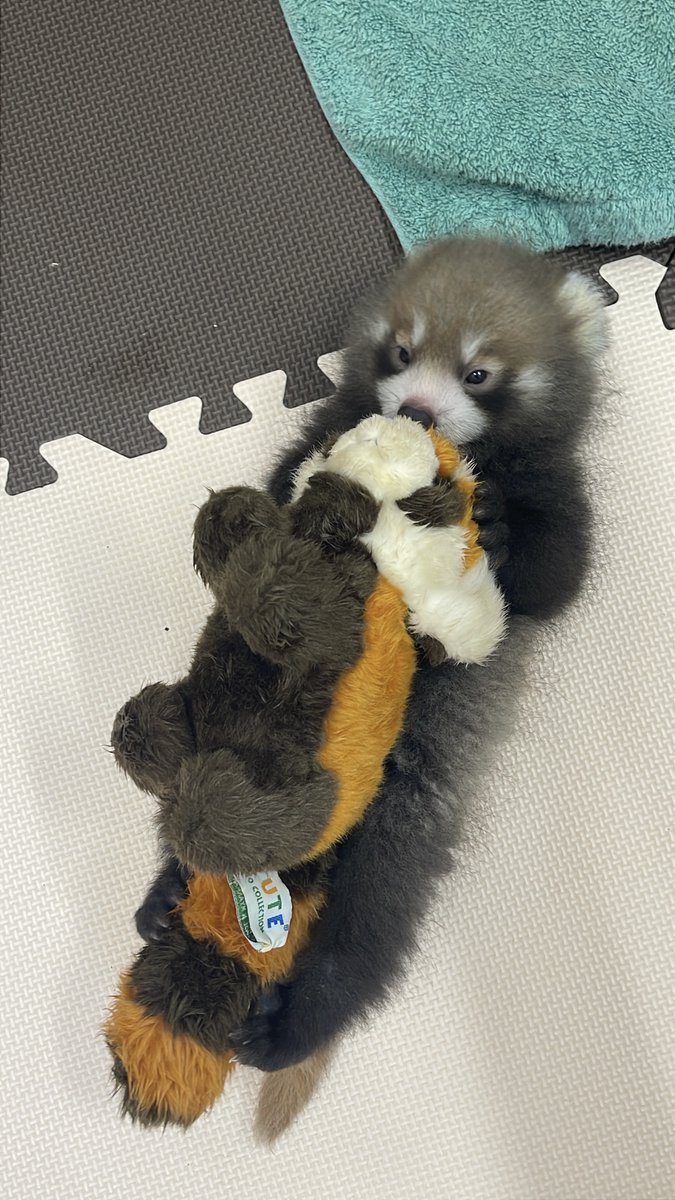 nishiyama_zoo's tweet photo. 本来であれば、まだお母さんと巣箱の中で過ごしている時期。成長に合わせて少しずつ運動する機会を設けています。

#鯖江市西山動物園
#レッサーパンダ
#赤ちゃん
#人工哺育 https://t.co/3WpoaornO3