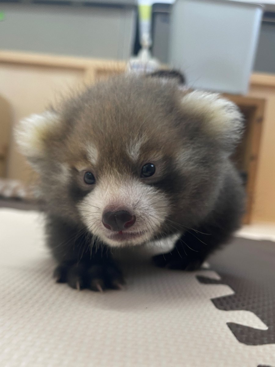 nishiyama_zoo's tweet photo. 【レッサーパンダの赤ちゃん情報】

ミルクの後は、広い場所で少しだけお散歩タイム。
まだよちよち歩きですが、気になるものを見つけると一生懸命近づいていきます。
今日はお友達（？）のぬいぐるみに興味津々でした。 https://t.co/ouIzVmAEwt