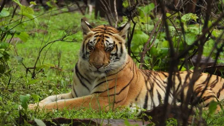 ndtv's tweet photo. 'Cat 22' In Madhya Pradesh: 50 Humans Killed, 45 Tigers Dead In Just 8 Months https://t.co/ja79g8iiNO

@Anurag_Dwary https://t.co/DJkOZHRTbk