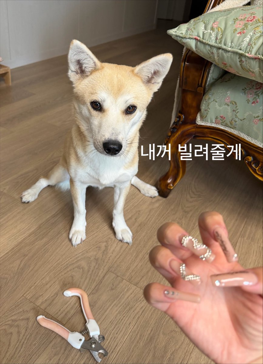 ribbbonnnii's tweet photo. 나 손톱좀자르래 
자기꺼 발톱깎이 물어다줌 ㅜㅜㅜㅜ https://t.co/wOrOaWg7p3