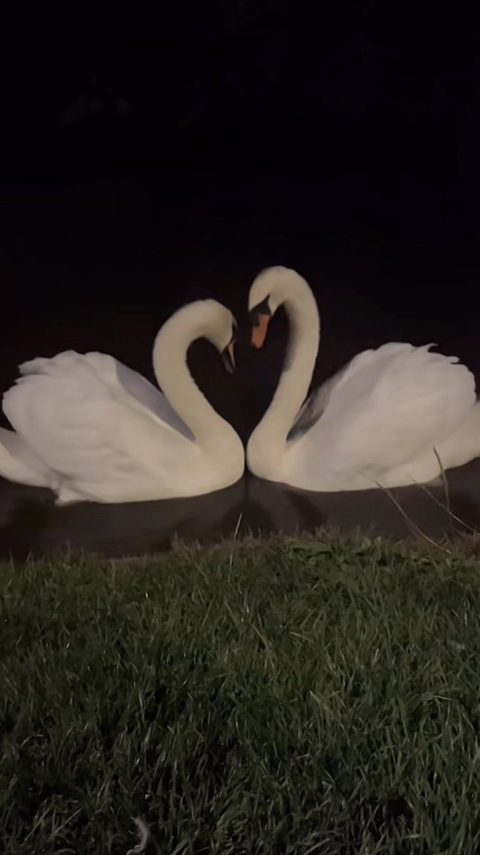 rununvz's tweet photo. ❣️🦢🕸️ https://t.co/IHZcdfXm0g