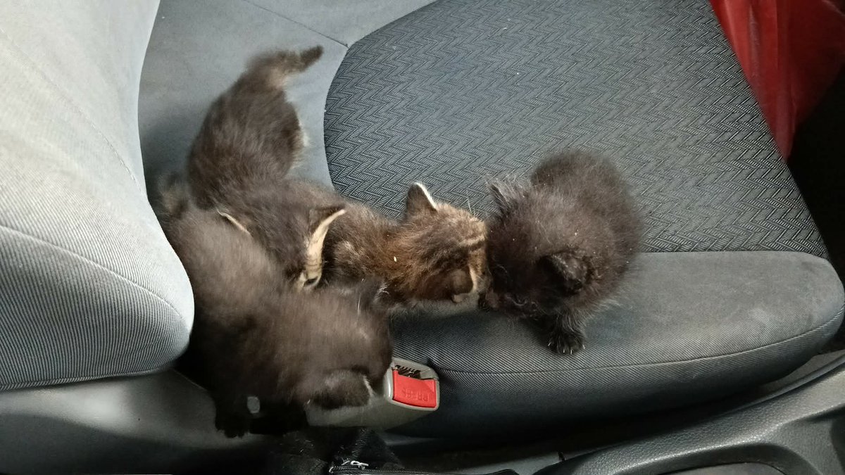 kyril_graguks's tweet photo. Alhamdulillah. Akhirnya, tawakal &amp; usaha, doa saya dimakbulkan. Anak2 malang ini telah saya selamatkan.Ada kawan sudi bagi ibu tumpang. Tak perlu menangis lagi sayang. Hisaplah susu puas2 selepas ini.Abah dah usaha atas nama perikemanusian.Syukur sangat-sangat. 1 kejayaan https://t.co/8qz4l64wBK