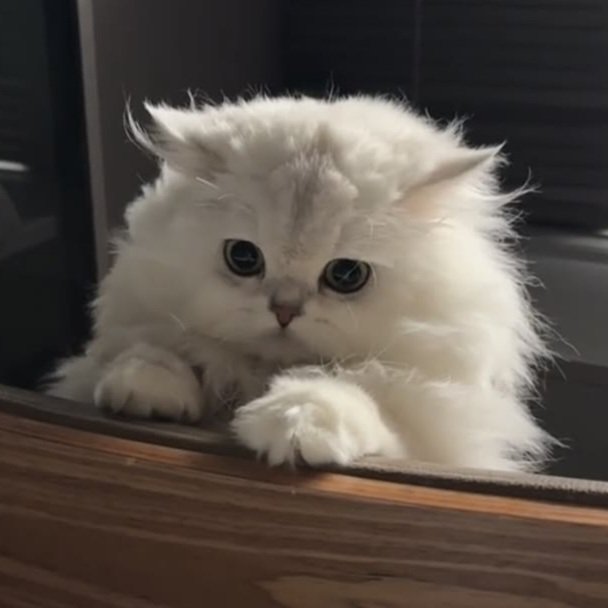 meowmeowkm's tweet photo. โต้ลมหูบินหมดแย้วววว  ૮₍ ˃ ⤙ ˂ ₎ა ~♡ https://t.co/IeigPUFPMb