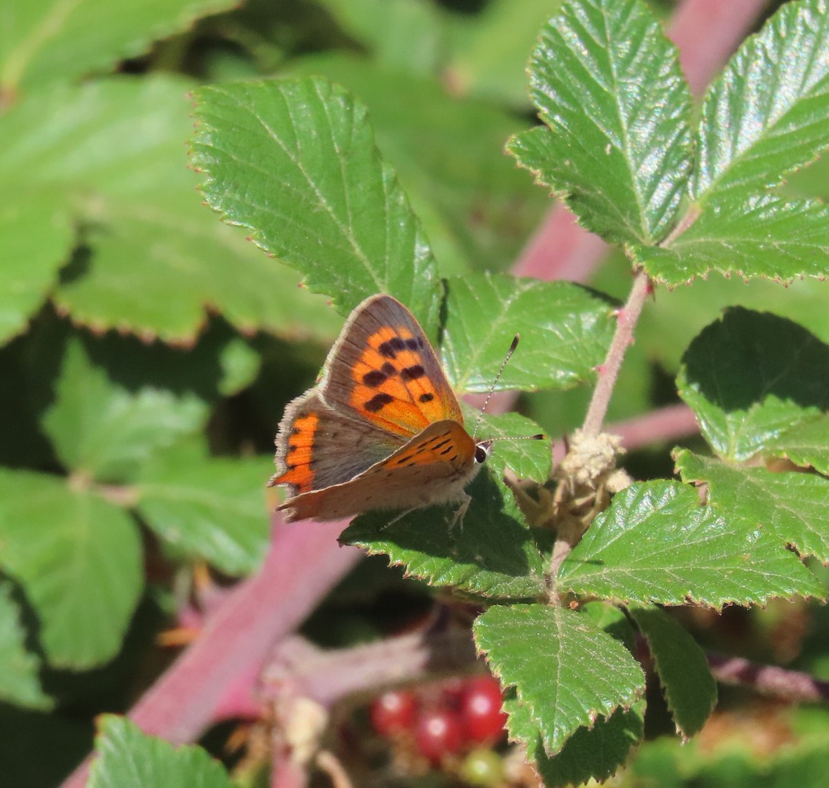 BC_Norfolk's tweet photo. Small Coopers still around in good numbers at Sheringham Park yesterday. #savebutterflies https://t.co/eU4542fYCb