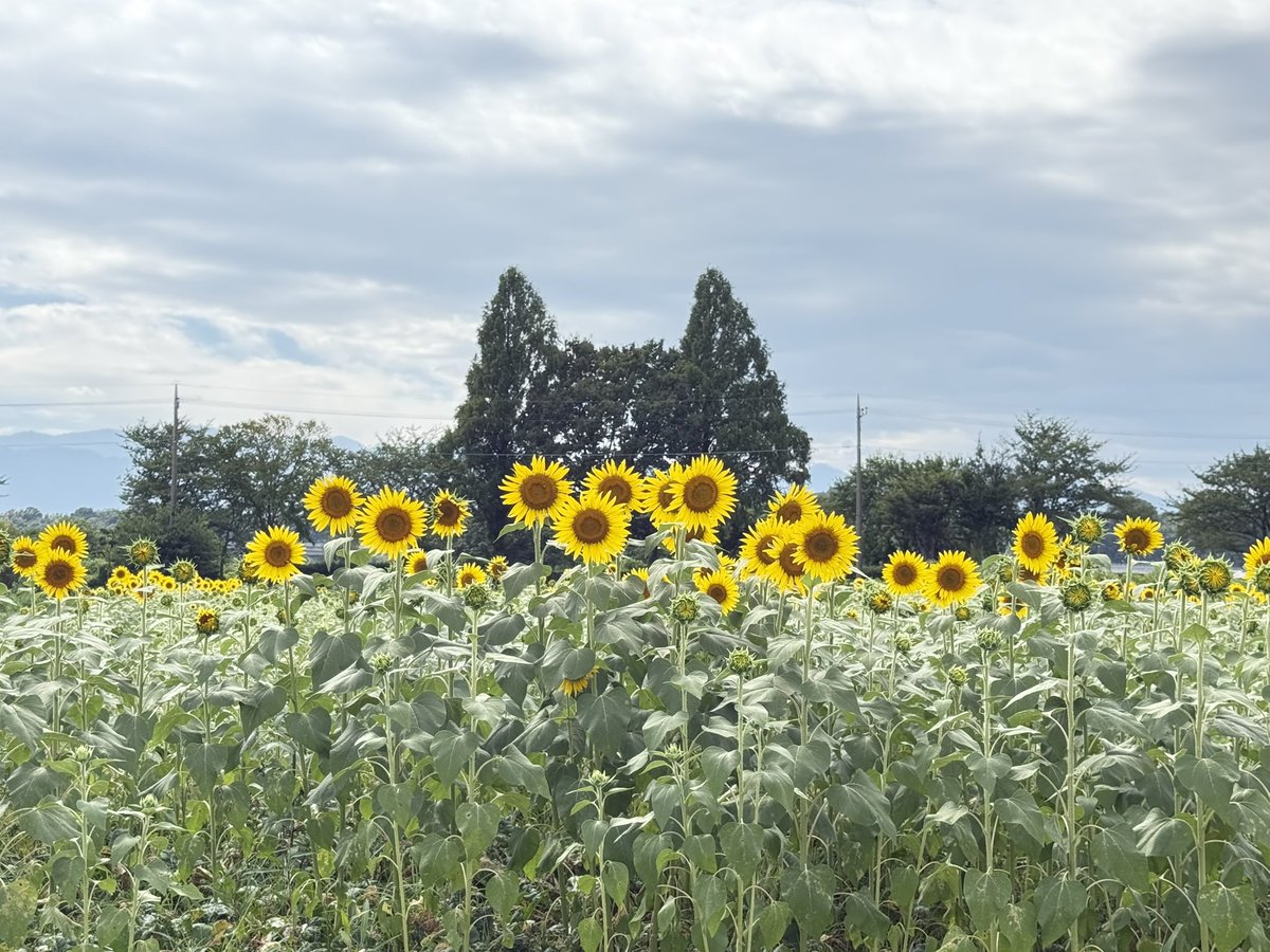 tcsk2021's tweet photo. ねこねこの木🐈‍⬛
可愛いよね🌻 https://t.co/DwJPozy7qE