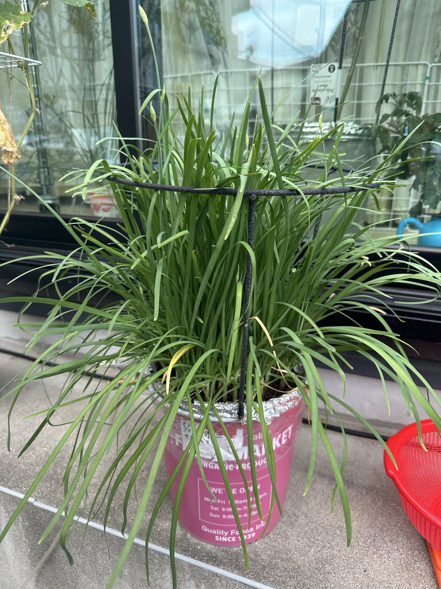 mikanbo_ya1987's tweet photo. 100均グッズでニラの水耕栽培！今日で4回目の収穫、280gと大収穫でした😆
根っこはほぼラピュタww
#家庭菜園 #水耕栽培 #にら https://t.co/2PZis9D6C3