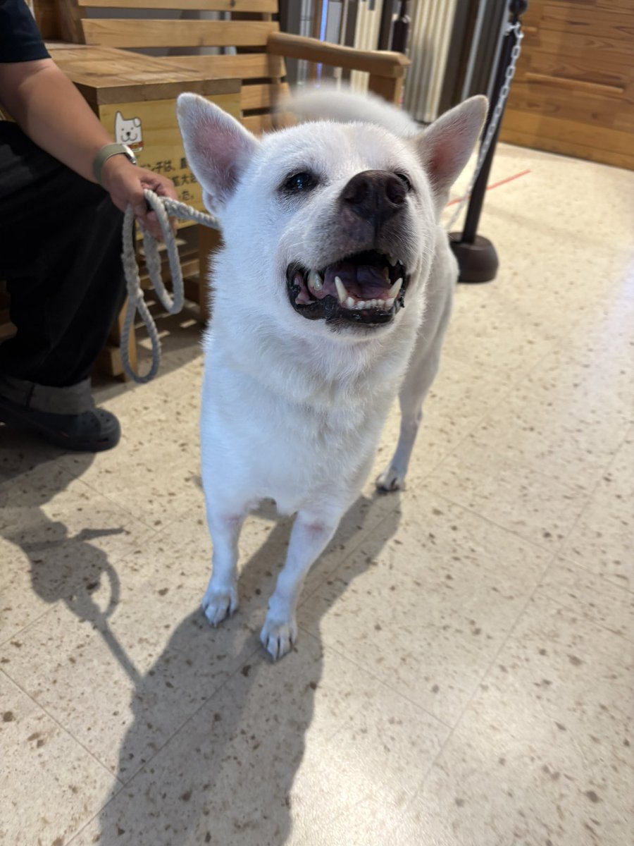 odate_akitainu's tweet photo. 【 おともだち紹介/紀州犬 】
快永くん Kaito 11歳 ・千葉県
まだ来てけれなぁ〜🐕
#秋田犬の里 #Akitadogvisitorcenter #Odate #愛犬自慢 #忠犬ハチ公 #ふるさと #大館市 https://t.co/vqUHCu1a1x