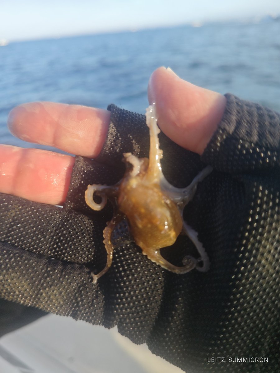 pika1091's tweet photo. 今日も朝イチから厳しいタコ釣り🤣
厳しいながら、なんとかお土産確保してハマチ狙いに。
今日は、イワシが多くてハマチの活性も高く楽しめました✨ https://t.co/N43Tdmkv4N