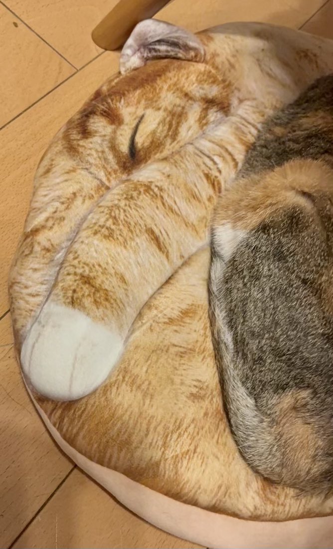 imorihouse's tweet photo. 猫クッションに乗る猫の奇跡のコラボ。 #猫 https://t.co/tIjhMZ2Hm8