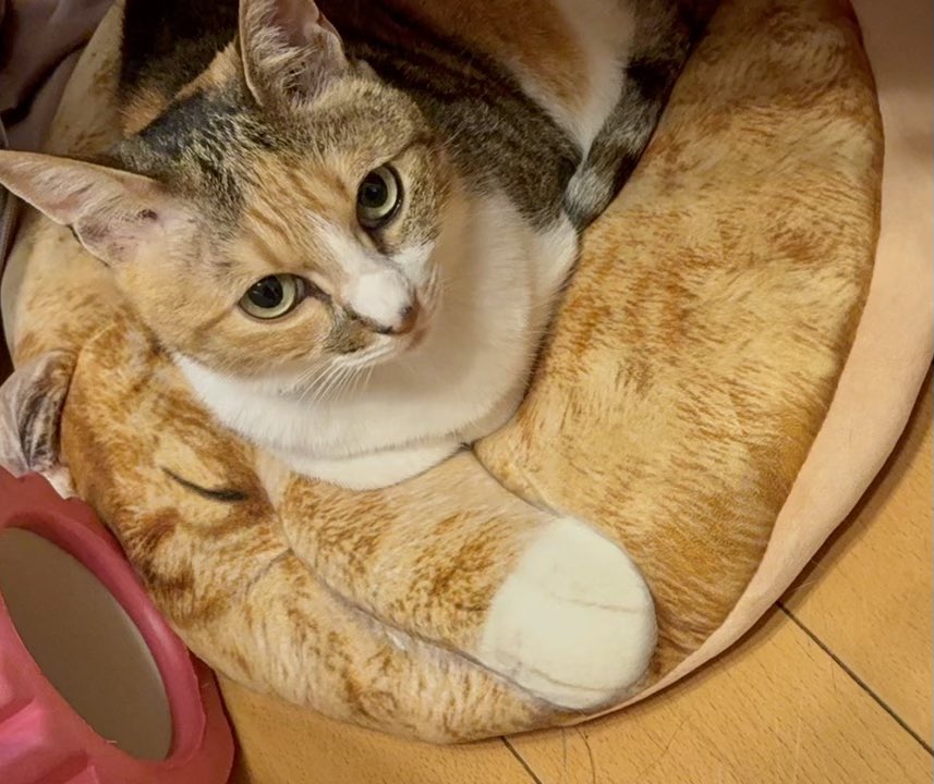 imorihouse's tweet photo. 猫クッションに乗る猫の奇跡のコラボ。 #猫 https://t.co/tIjhMZ2Hm8