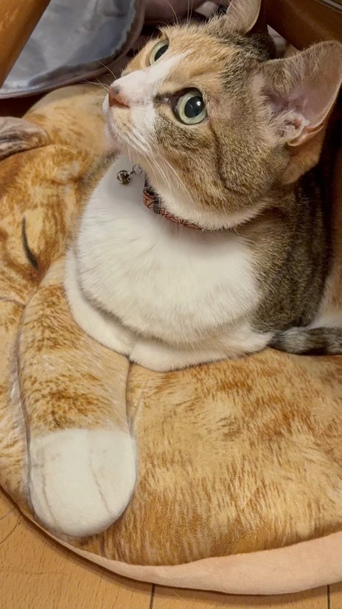 imorihouse's tweet photo. 猫クッションに乗る猫の奇跡のコラボ。 #猫 https://t.co/tIjhMZ2Hm8