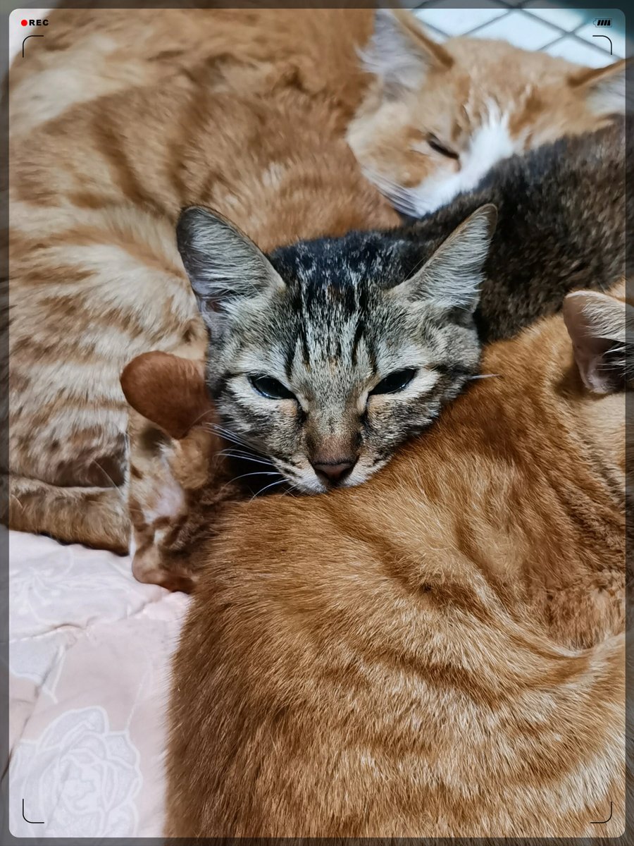 Chocosobstar's tweet photo. My fur baby went from tiny bundle of chaos to snuggly couch potato in 6 months  Every messy play session is a sweet memory! https://t.co/JaQMAJ9zYG