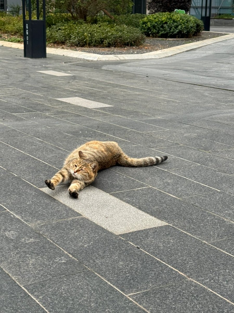 cabob9's tweet photo. Early morning walk in the old district—sunlight filtering through eave tiles, a cat curled on a stall stool. Simple, warm little moments. https://t.co/L263o6FywW