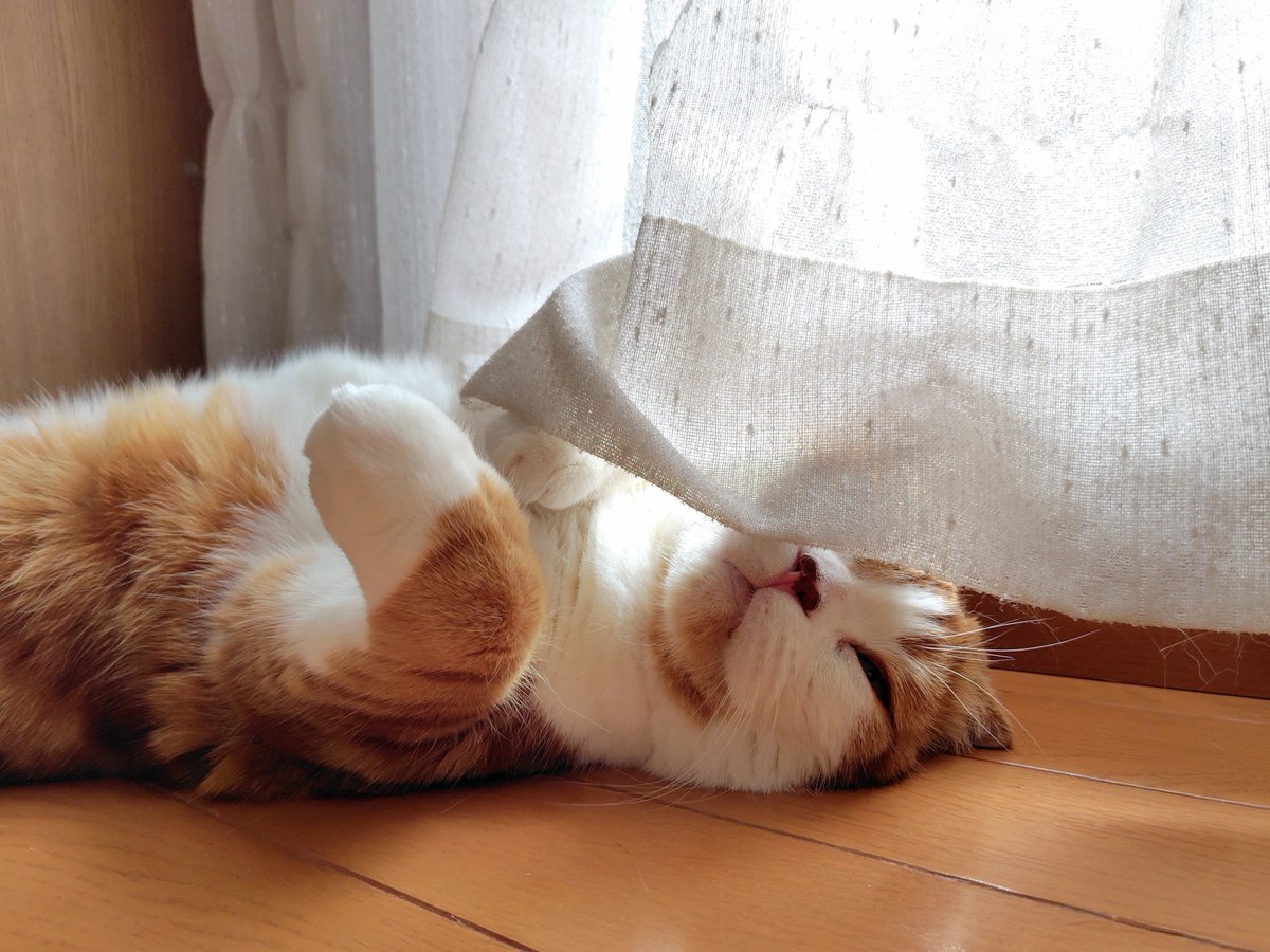 hapi_hapiness's tweet photo. 心地よい温度でお昼寝出来る幸せ(私含む笑)
#猫がいる幸せ #猫のいる暮らし https://t.co/88hAPDBpaL