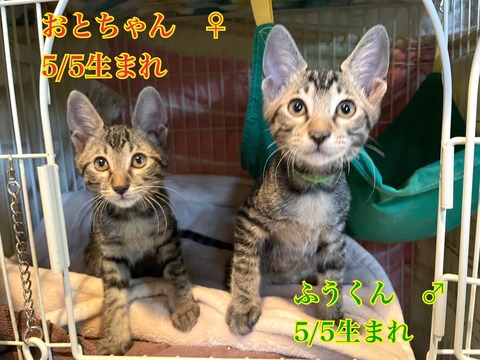 konekono_heya's tweet photo. 🐱#猫の譲渡会一覧～2026年8月16日
●8月16日（日）
場所：愛知県名古屋市天白区島田黒石4050
会場：天白生涯学習センター
時間：13時半～15時半
#中部・猫の譲渡会・8月16日

#譲渡会 #里親会 #里親募集 #猫
✱詳細➜https://t.co/DEbqob0myq https://t.co/tYPoYIkVj0