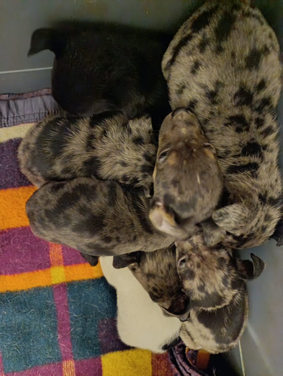 Giovann69231268's tweet photo. Ayer en el Cerro a las 8 de la noche estos bebés estaban tirados ahí cerca de un contenedor adentro de una bolsa. Obviamente los rescatamos
Son 7 hermanitos  . ADOPTEN  por fa! CASTREN porfa! NO ABANDONEN!!! 
Están en @LigaBichera  .096 130 638 https://t.co/xVw7WxwKsv