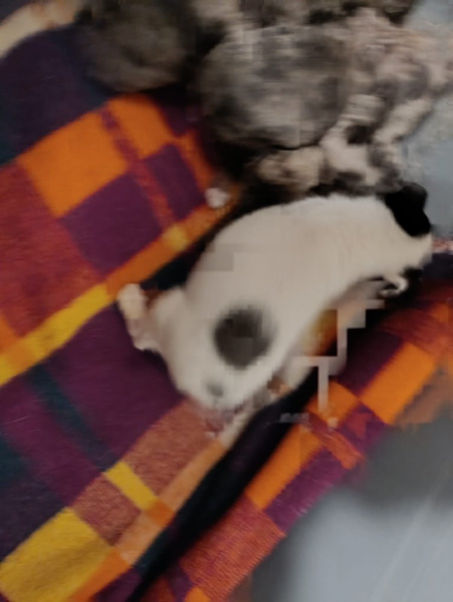 Giovann69231268's tweet photo. Ayer en el Cerro a las 8 de la noche estos bebés estaban tirados ahí cerca de un contenedor adentro de una bolsa. Obviamente los rescatamos
Son 7 hermanitos  . ADOPTEN  por fa! CASTREN porfa! NO ABANDONEN!!! 
Están en @LigaBichera  .096 130 638 https://t.co/xVw7WxwKsv