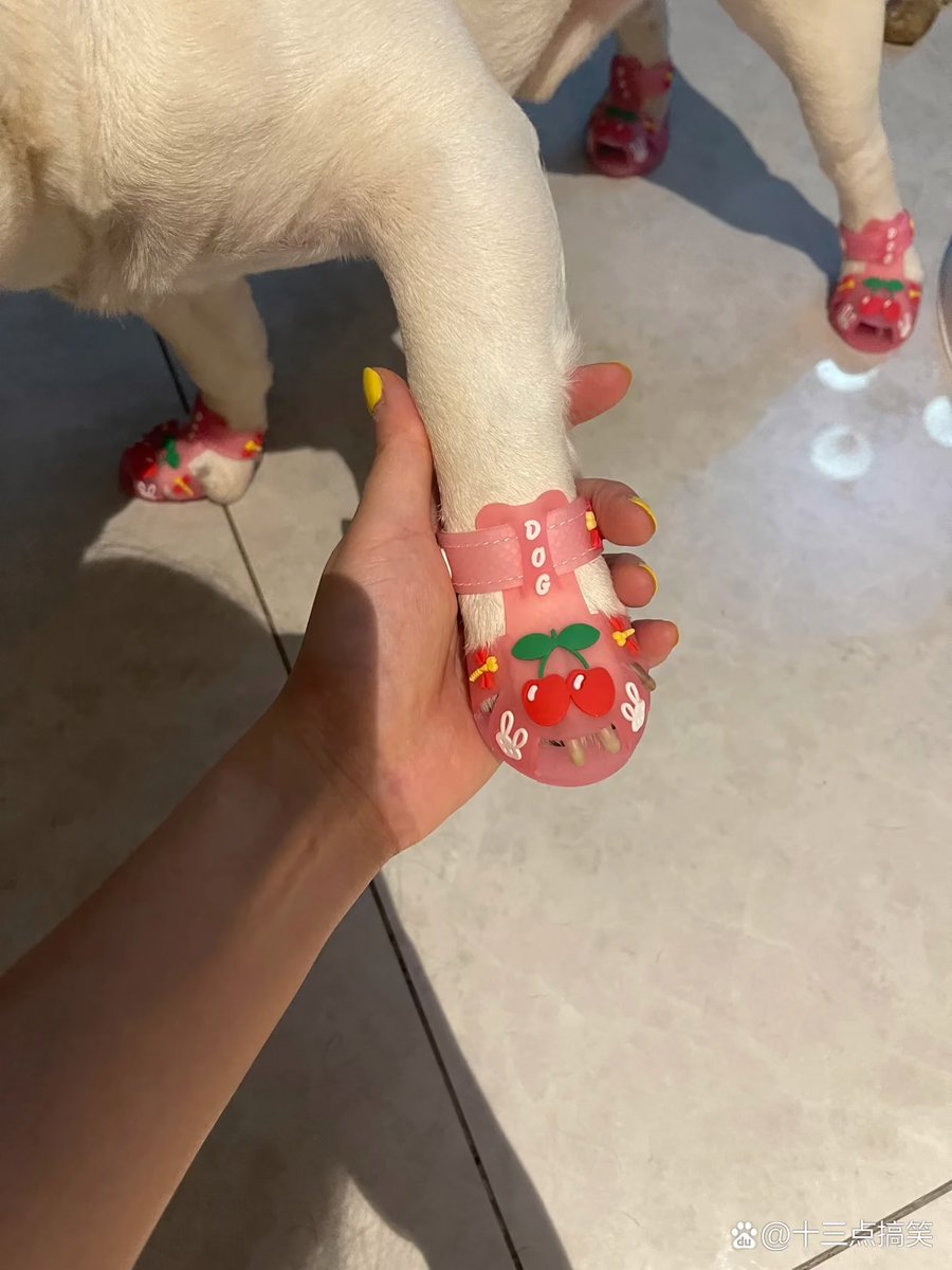 charminaf0325's tweet photo. Watch your puppy go from wobbly newborn to zooming furball in 3 months  Every tiny step counts!， https://t.co/r69LDv8hku