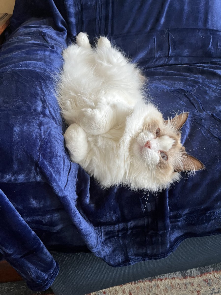 DaisyCatNine's tweet photo. Dreaming of tuna and books! #tunatuesday #amreading #amwriting
https://t.co/UN22pAd0ap https://t.co/z28YC72gpk