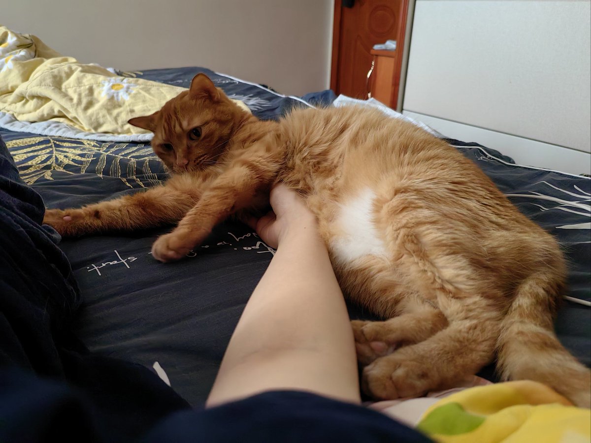 Ceecee13Mccoy's tweet photo. Nothing beats coming home to a wagging tail and a purring cuddle—best daily mood boosters ever https://t.co/lk0br9P6QU