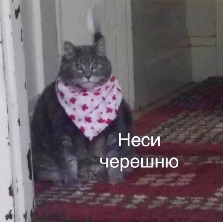 space_laser_cat's tweet photo. @patryusha_farts https://t.co/WHjK0Fu1Kn