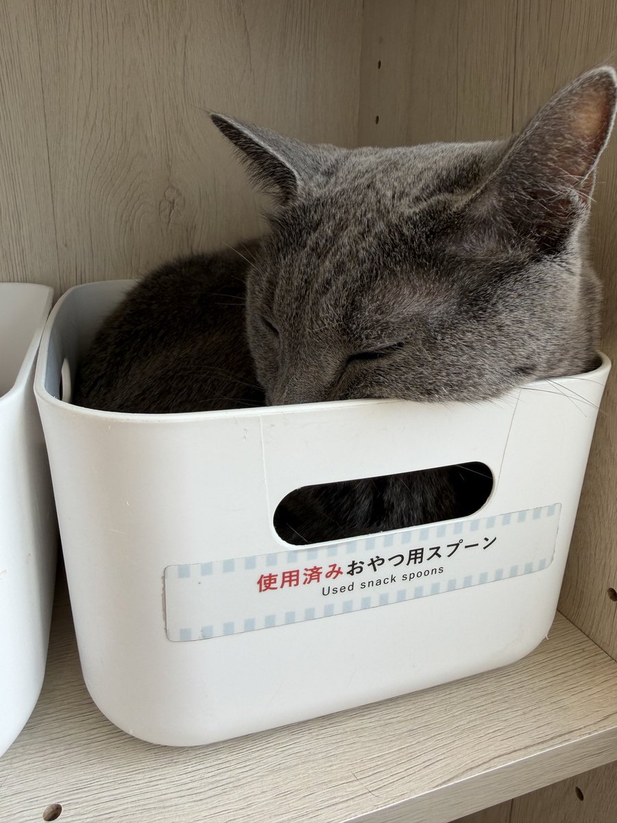 much_mnst's tweet photo. 🐈☕️ https://t.co/LDGChwecdR
