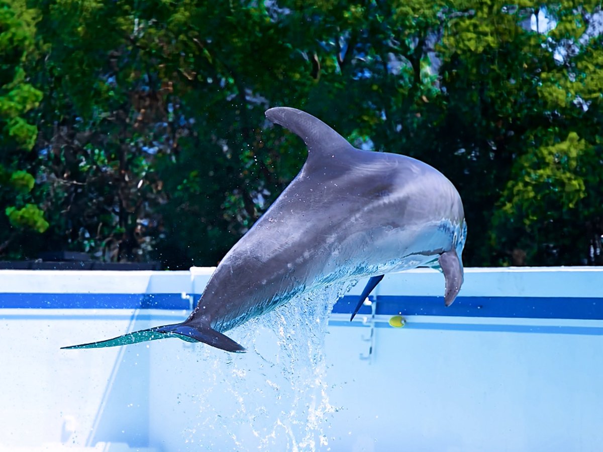 hrckxnchn's tweet photo. しながわ水族館ちいってきました！イルカショー観てきました！

しながわ水族館の展示は足元まで水槽があって、背の低い子や車椅子の方も魚たちがよく見えそうでとてもいいなと思いました！
展示のキャプションもとても噛み砕いていてわかりやすかったです。
#しながわ水族館 #イルカ #おこめの写真 https://t.co/w6y8ISx67b