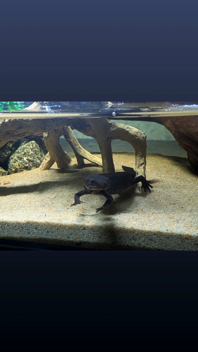 nubenchos's tweet photo. 〜🐾🐻‍❄️〜
#日常垢 
#日常垢さんと繋がりたい
#生き物好きと繋がりたい
#水族館好きと繋がりたい https://t.co/HZ5amuD92y