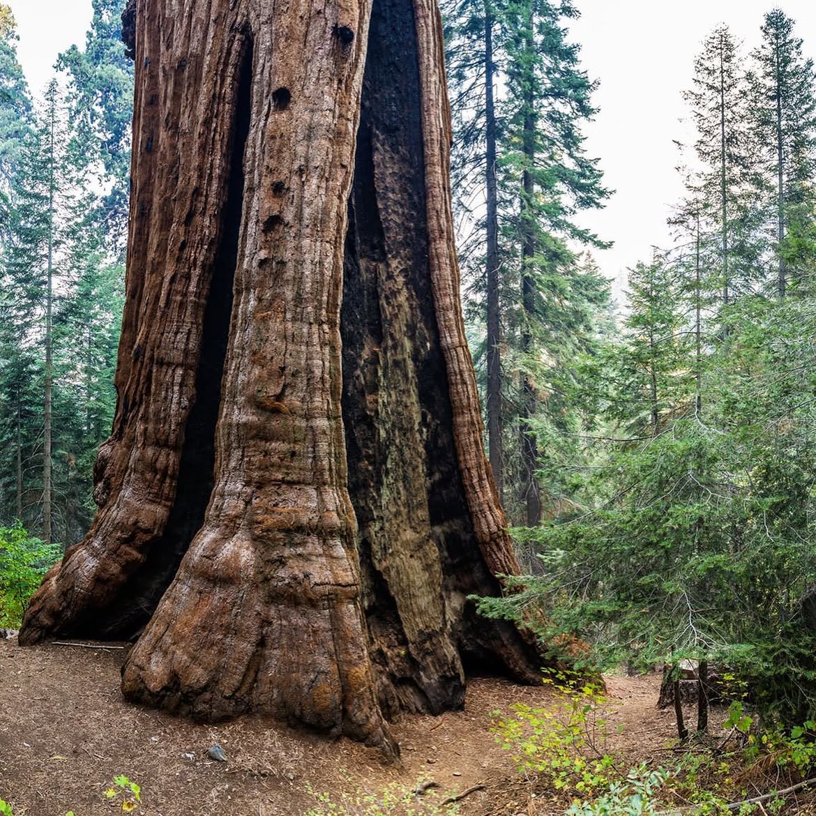 AMAZlNGNATURE's tweet photo. Conservation group saves one of the world’s largest privately owned giant sequoia groves

Save the Redwoods League bought California’s 530 acre Alder Creek Grove for $15.65 million in 2019, protecting hundreds of endangered giant sequoias, some nearly 3,000 years old https://t.co/aAYqND2oGL