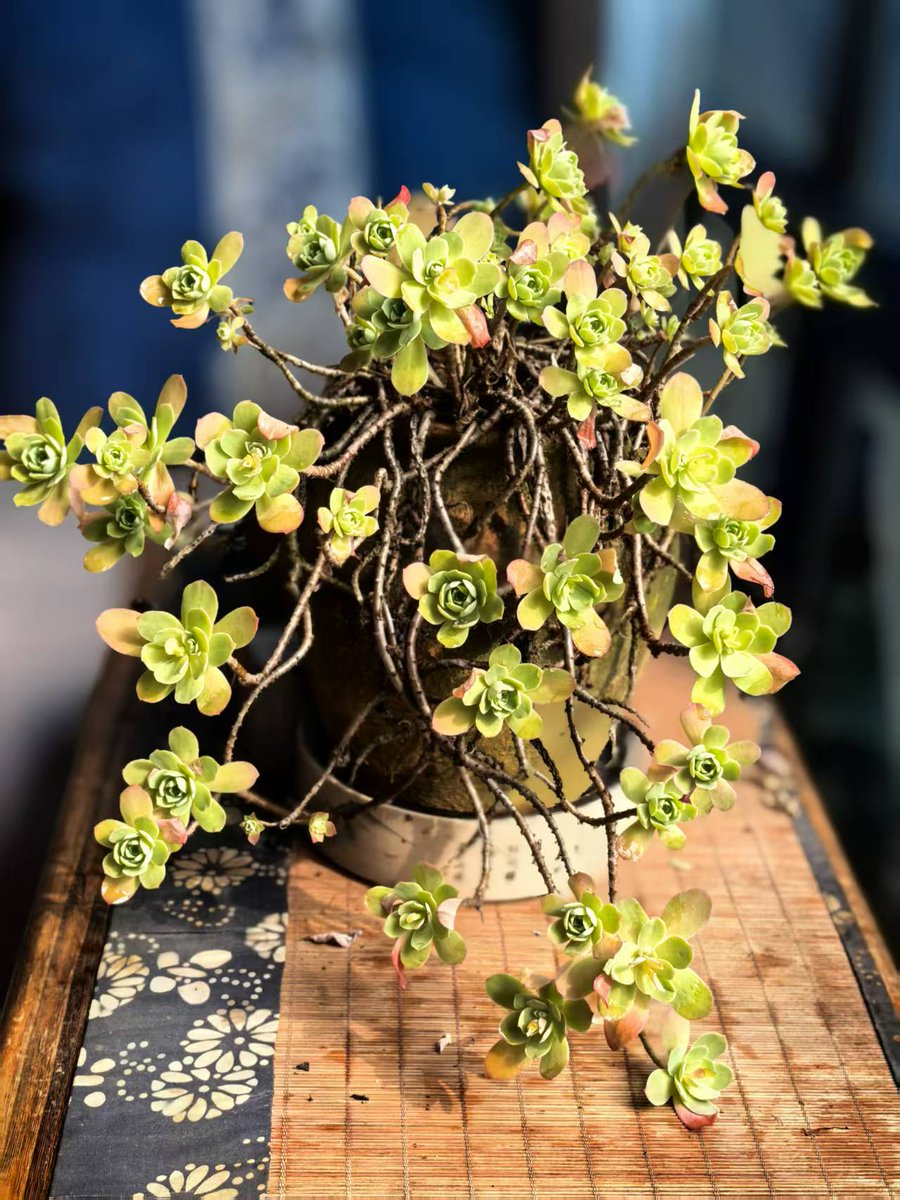 Geneboy3's tweet photo. Tired of scrolling aimlessly Pick a tiny new hobby today—calligraphy, podcasting, or even plant parenting! Small steps = big joy. Start now https://t.co/tiDNU4dLNq