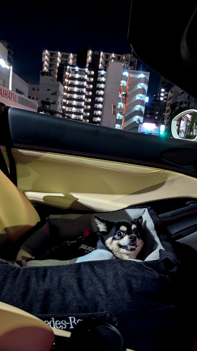 M2OG309's tweet photo. 初オープンでつ🐶 https://t.co/W5pZflsBRF