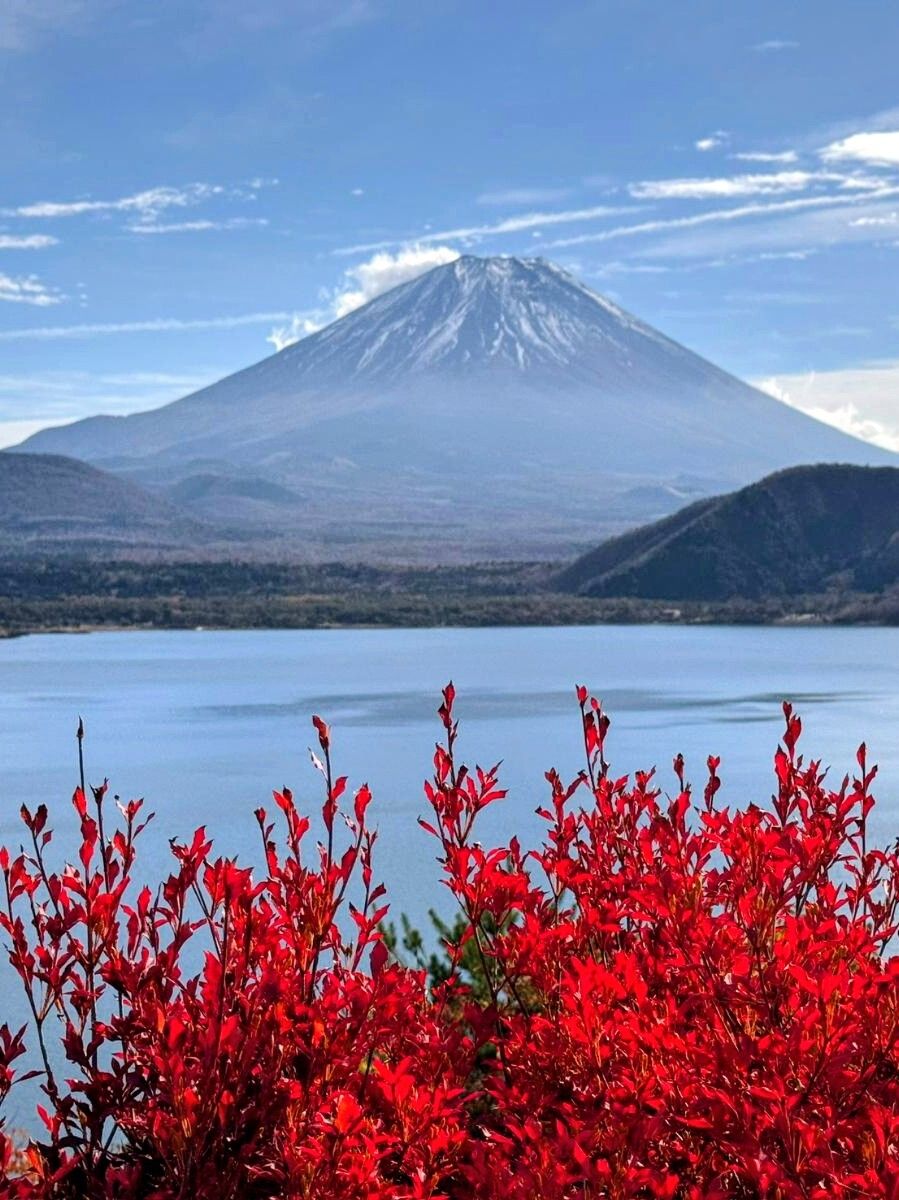 JaponEamigos's tweet photo. Paz absoluta a los pies del volcán y el rojo de la vegetación que nos recuerda antiguos caminos de lava. Recorrer el lago Kawaguchiko y ver la silueta del Monte Fuji es una de esas postales que te reconcilian con el mundo. 🗻🌊 #MonteFuji https://t.co/IsVwyrAxm1