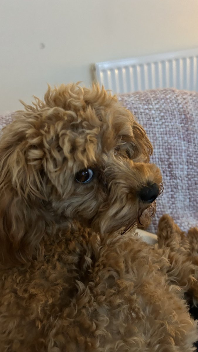 avidreader49's tweet photo. @SangitaMyska My Cavapoo , Betsy, is adored by everyone - they are total heart stealers and so loving. Serious side eye givers though 😜 https://t.co/ESuKqFamhA