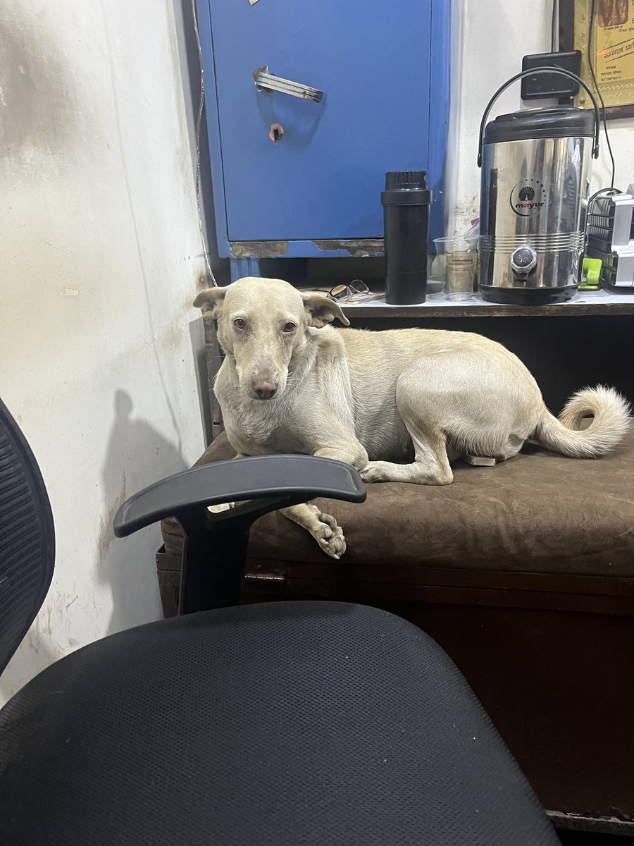 beingjustfan's tweet photo. Humari dukan ki malik
#dog https://t.co/RkeKMs5owY