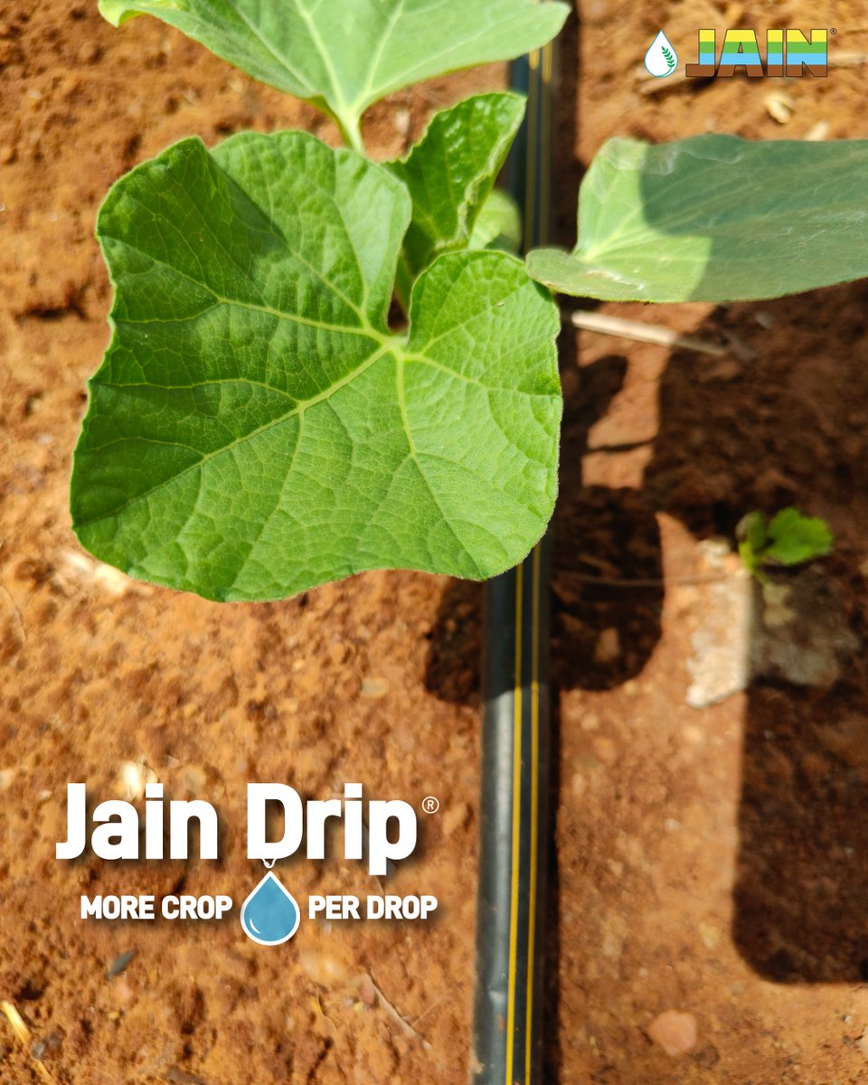 JainIrrigation's tweet photo. With Jain Drip, every drop is delivered with precision helping farmers save water, optimise growth, and unlock More Crop Per Drop 💯

Because the future of farming isn’t about using more water. It’s about growing more with every drop 💯🌱

#MoreCropPerDrop #AgTech #JainDrip #JISL https://t.co/fHmTJEwlti