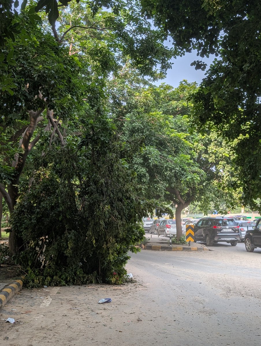 CaJitennder's tweet photo. @MunCorpGurugram For the last around one week this tree is broken and it's big branch is hanging on road, can be hazardous to passers by..MCG is sleeping ! Place is near Bakhtawar chowk slip road towards Mayfield garden. https://t.co/wfBdUtRZuI