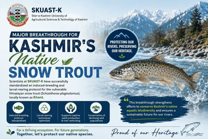 irfan_gul_i's tweet photo. Major breakthrough for Kashmir’s native snow trout! SKUAST-K scientists standardize induced-breeding and larval-rearing protocols, supporting captive seed production, river restocking and conservation of Khont. 

#SKUASTK #SnowTrout #Kashmir https://t.co/QTtuqRe8r0