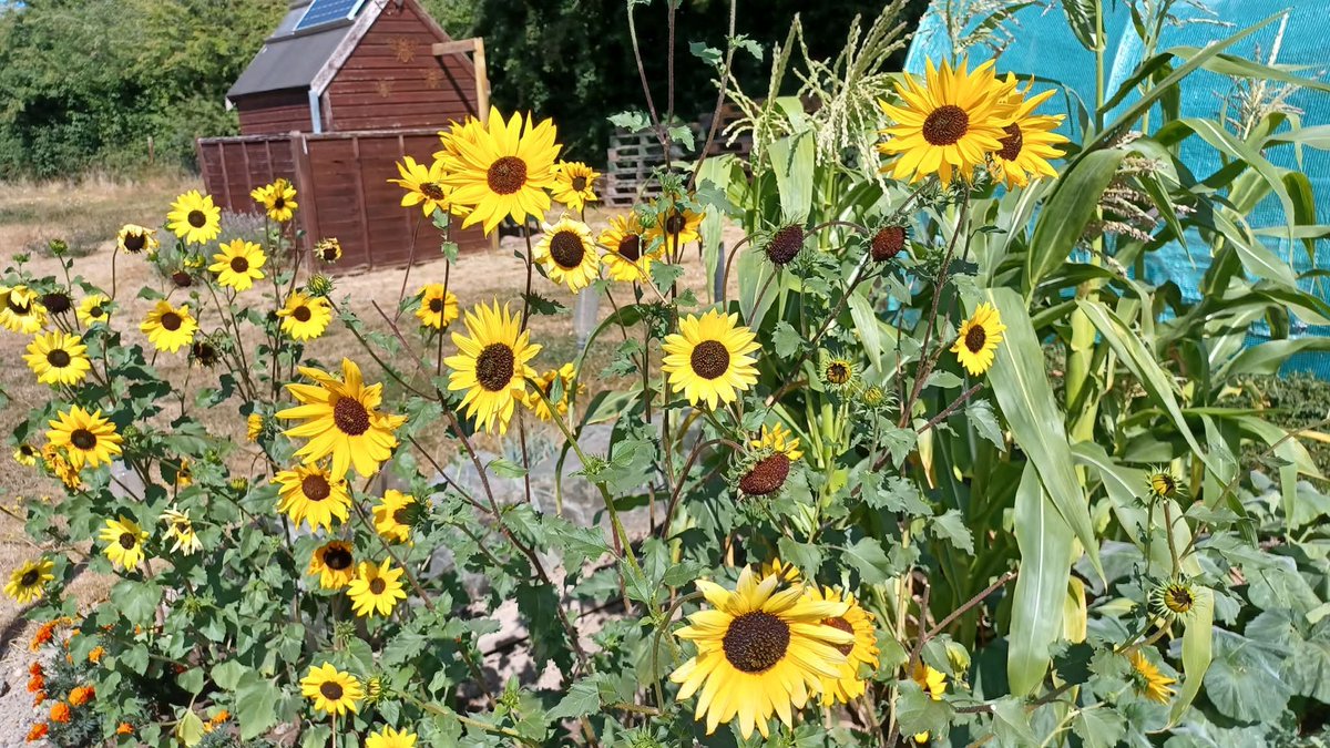 BigSunProject's tweet photo. Sunflowers growing during The Big Sunflower Project 2026.
#TheBigSunflowerProject
#Sunflower #Sunflowers
#GrowASunflower #SowGrowShow
#LetItGrow
#Centronuclear
#CentronuclearMyopathy
#Myotubular #MyotubularMyopathy
#CentronuclearMyopathies
#RareDiseases https://t.co/OWZqQKDH2t
