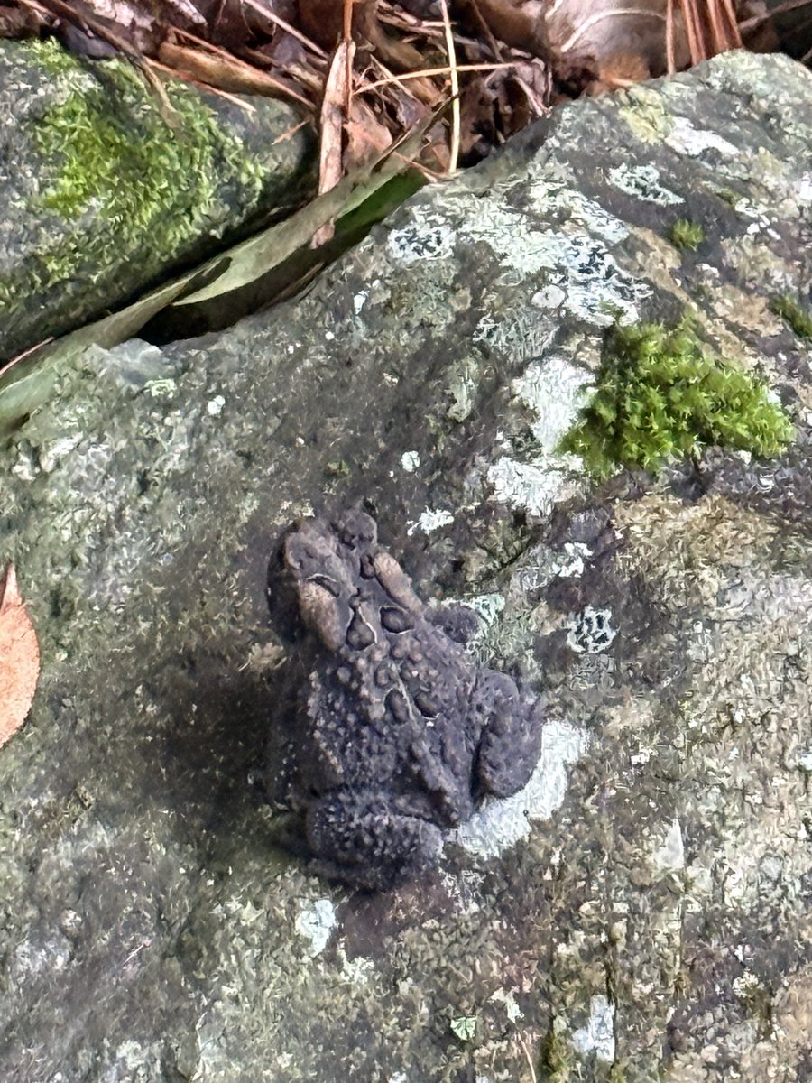 GusPeaches's tweet photo. @kristine_stone Kristine Stone! Countdown to Mumford on Saturday. Ordered “Awake my Soul” t shirt and I turned Zuzu into a toad!😍😍Sarah! Also countdown to CT return! https://t.co/XYb2PYY6og